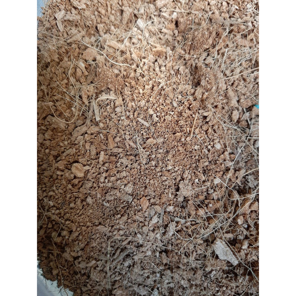 sơ dừa mịn kg