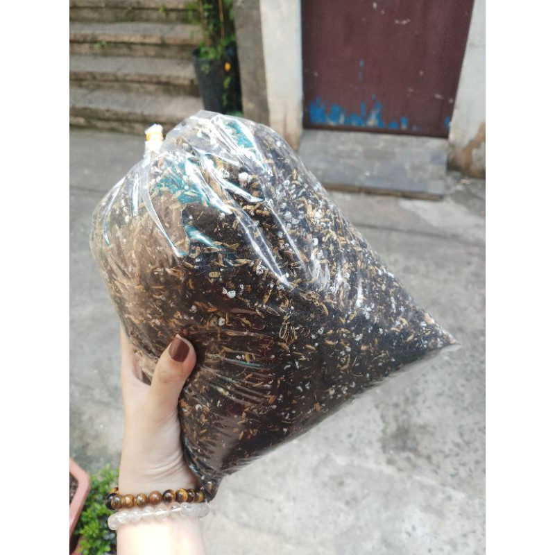 Đất trồng sen đá - xương rồng