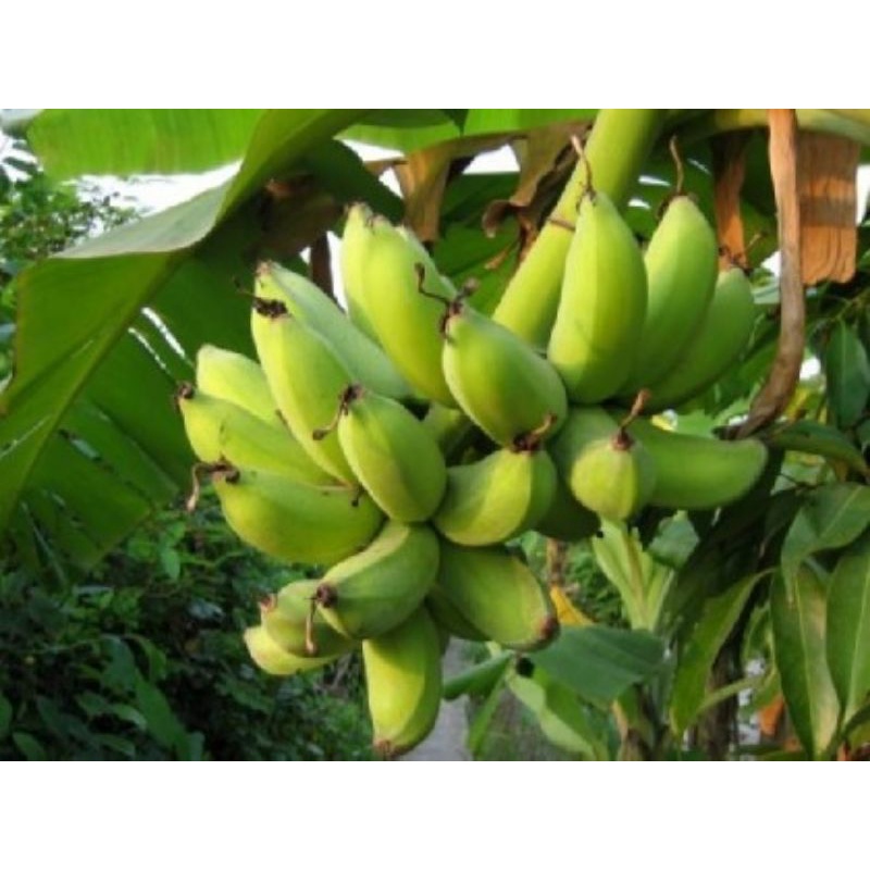 Cây giống chuối cau (siêu sớm) (cây giống có bảo hành )