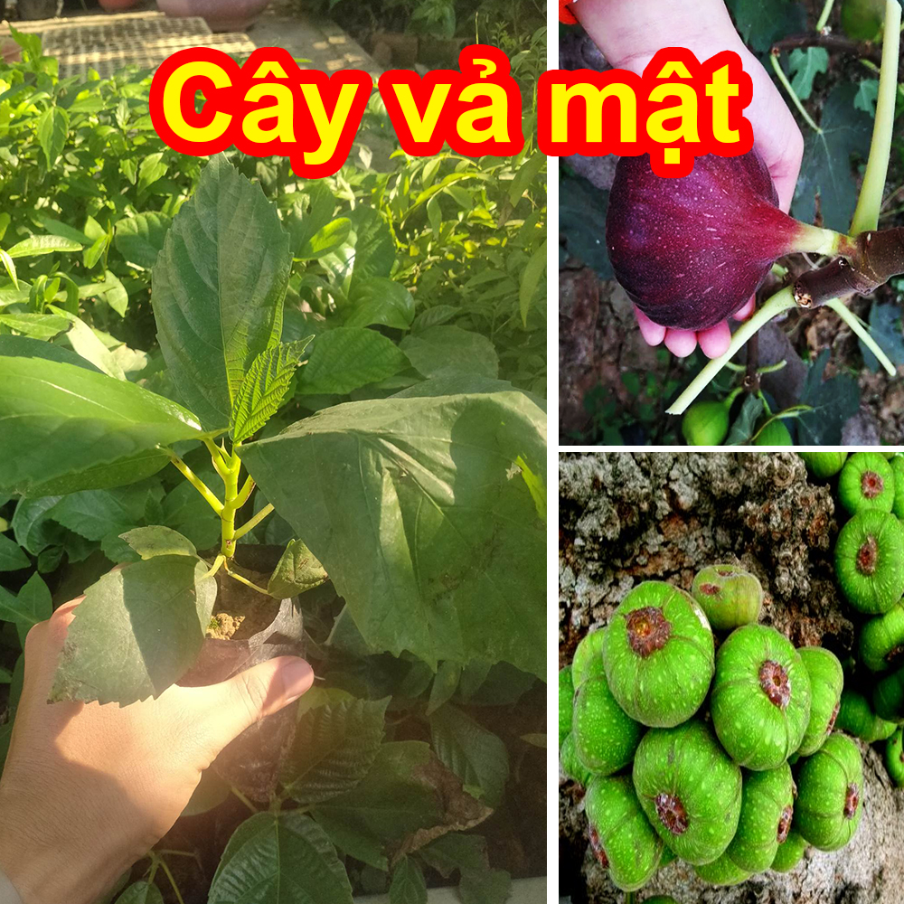 Combo of 3 Standard Varieties of Mật Areca Palm and Ngọa Fruit Trees
