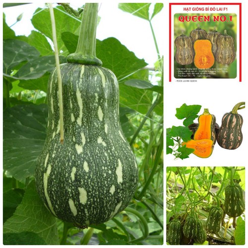 Hạt Giống Bí Đỏ Hạt Đậu F1 - Gói 10 Hạt