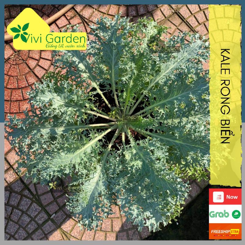 [HCM]Hạt Giống Kale Rong Biển Siêu Mới Lạ Hình Dạng Rong Biển Với Màu Xanh Lam Xanh Lục Độc Đáo Dễ Trồng Và Năng Suất Cao