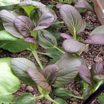 Hạt giống cải Pakchoi Tím (Red Ruby) 200 hạt