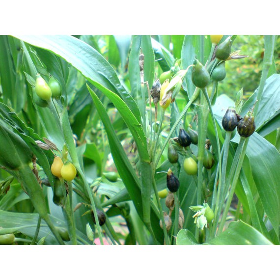 Hạt bobo (ý dĩ) nguyên hạt 200g