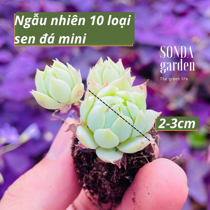 COMBO SEN ĐÁ MINI TRỒNG CHẬU XẺ LỖI 1 ĐỔI 1