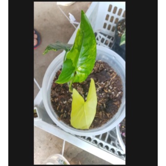 Cây trầu bà đột biến vàng - Syngonium aurea