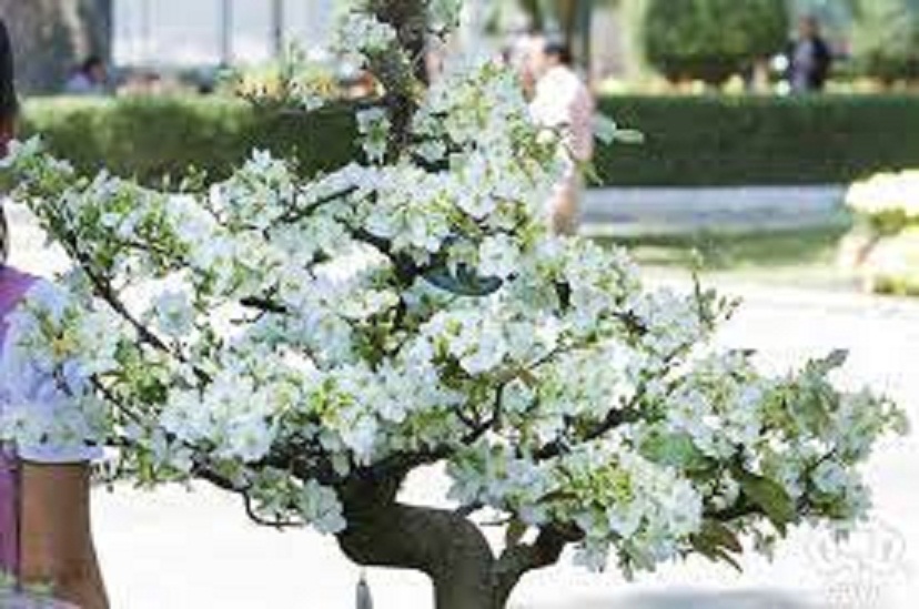 Nhất chi mai -hoa mai trắng- bầu cây lớn-loài hoa mang quốc hồn quốc túy