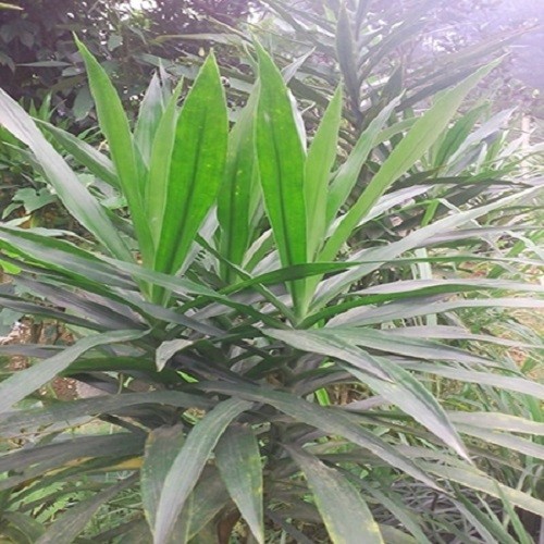 Combo 2 cây sâm cau giống - 45645