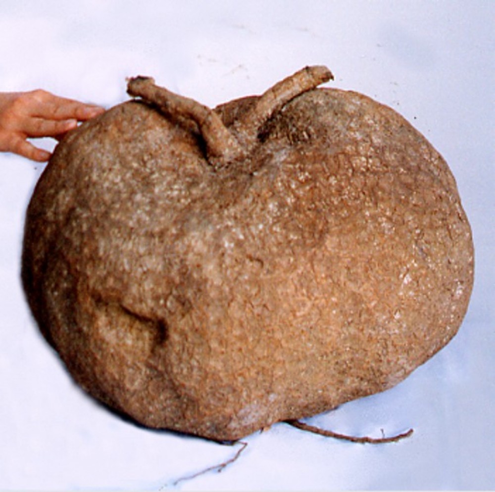 Củ Bình Vôi Khô lz1