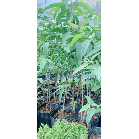 Cây Bạch Đàn Chanh