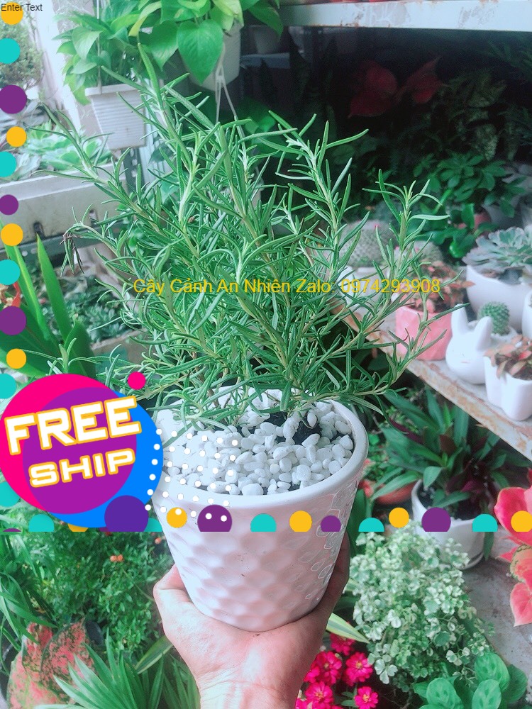 Chậu Cây Hương Thảo