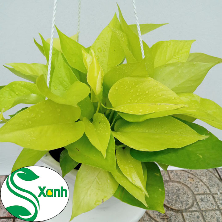 Cây Trầu Bà Thái Vàng