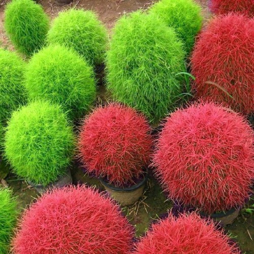 Hạt giống Cỏ đổi màu