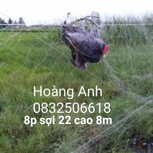 LƯỚI BẪY CHIM ĐÊM 7P.CAO 5,5M SỌI 20MM
