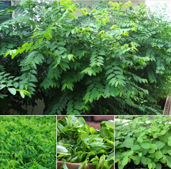 Hạt Giống Rau Ngót - gói 1gram