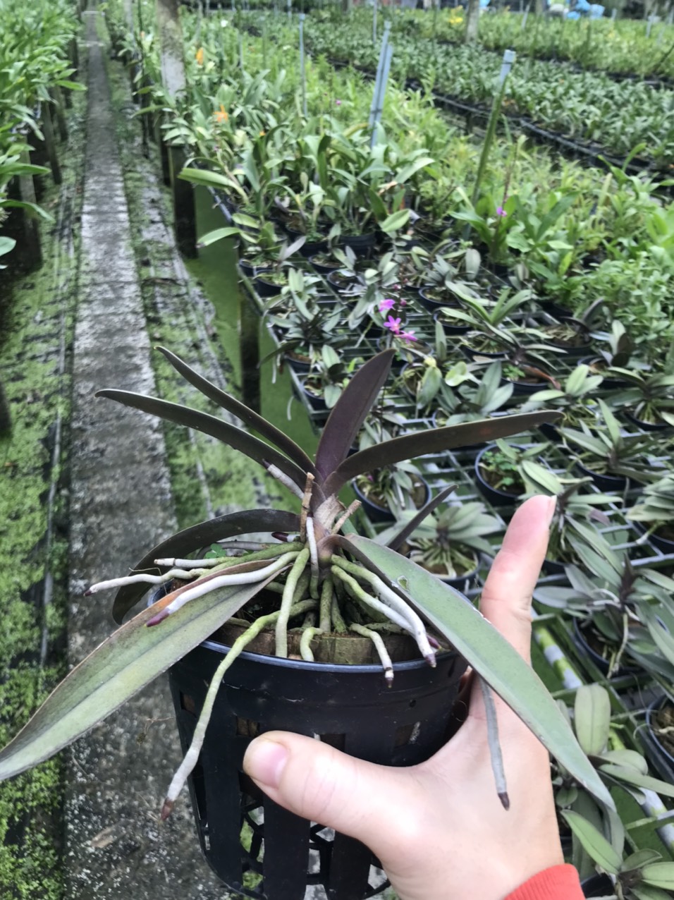 Hồ điệp doritan màu tím