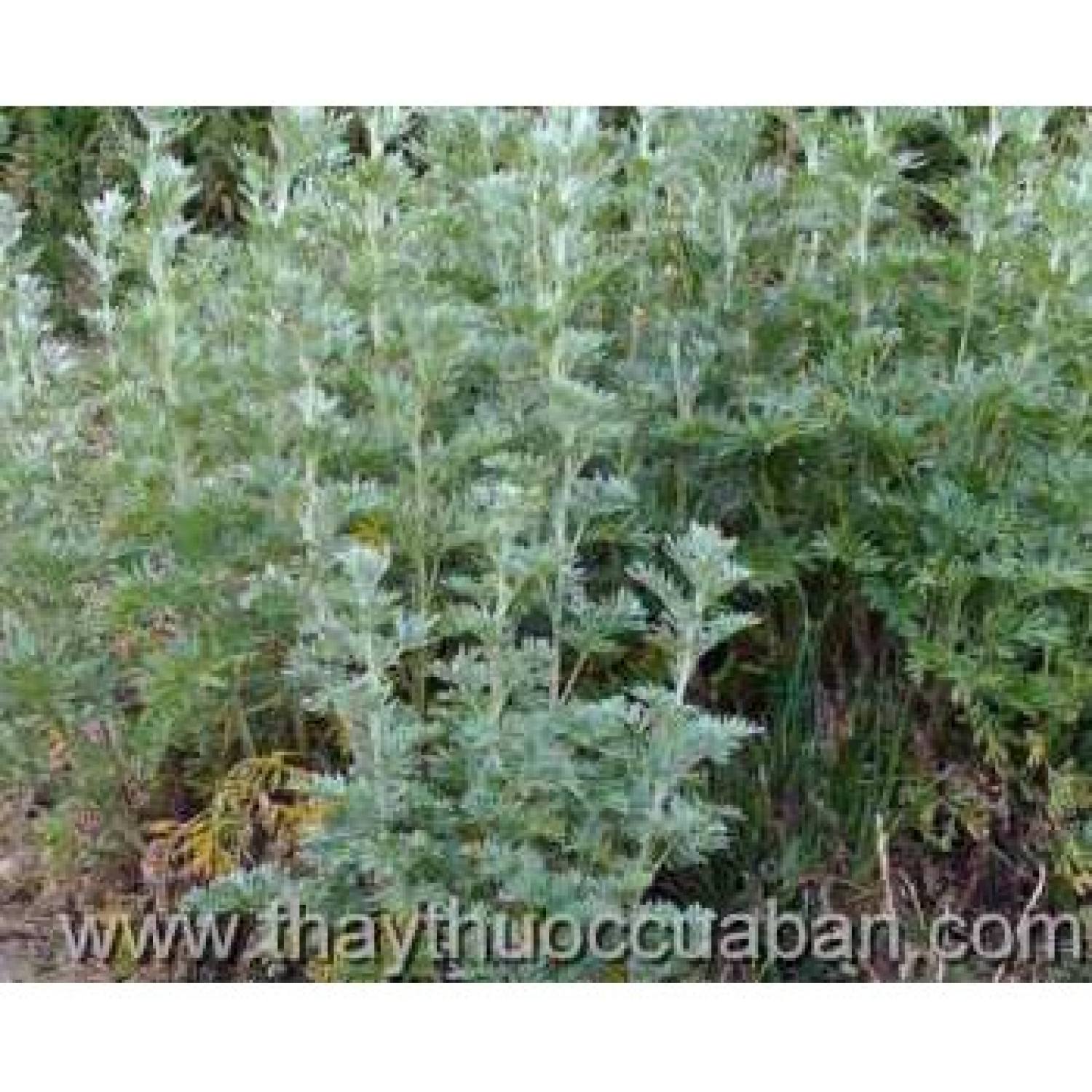 MA323 GÓI 50 Hạt Giống Ngải Đắng (NGẢI CỨU)