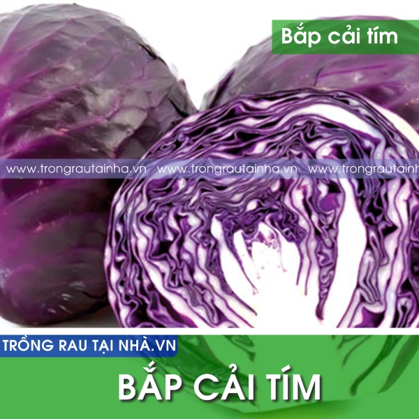 Hạt giống bắp cải tím lai f1 rado 501 rạng đông gói 0.5gram