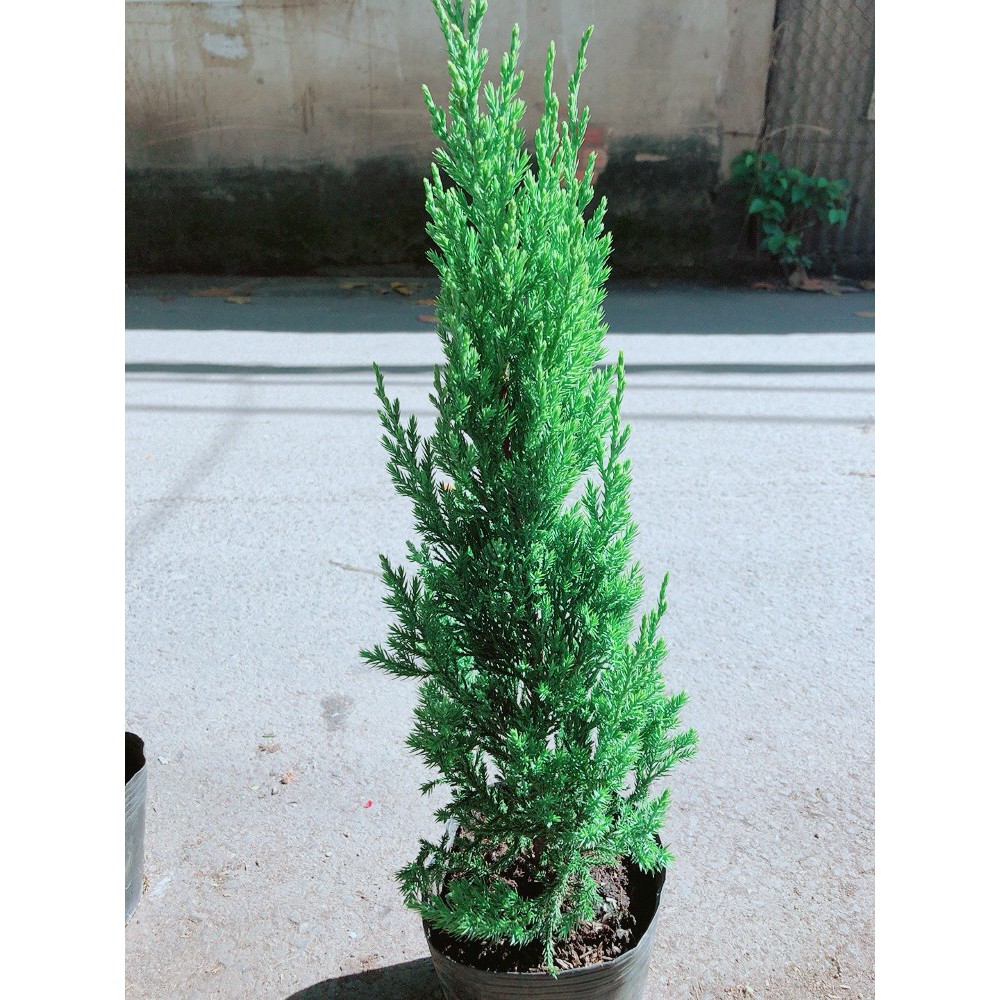 Cây Tùng Cao 40cm (Cây Sơn Tùng )
