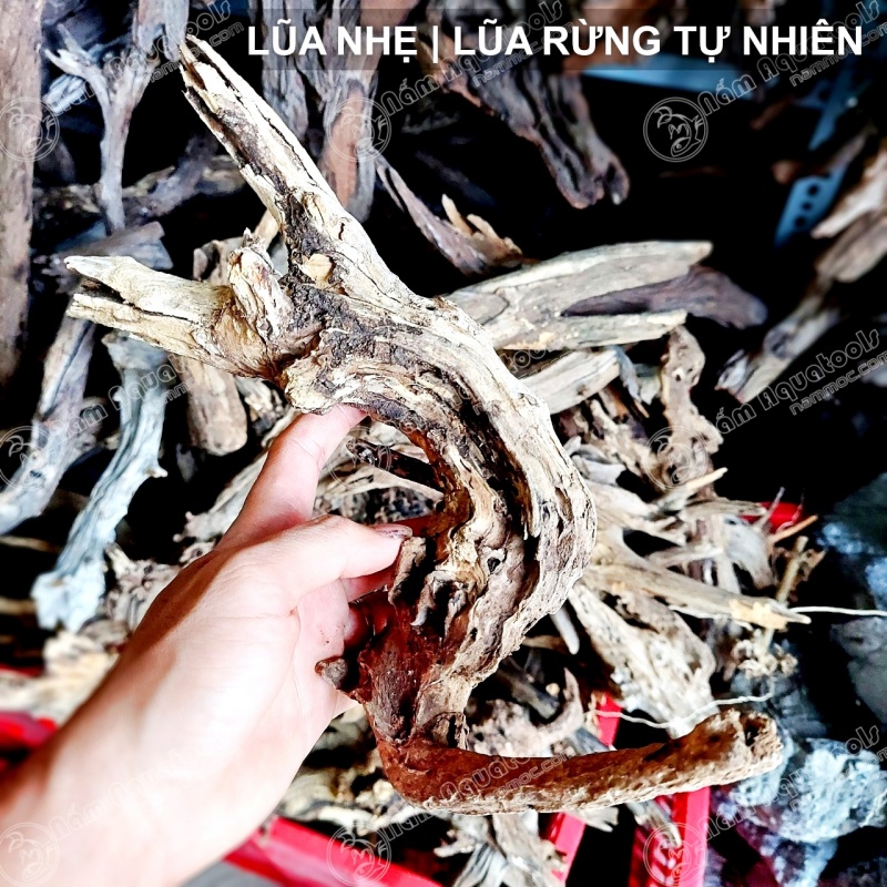 Lũa Nhẹ - Dòng Lũa Rừng Tự Nhiên | Lũa Chuyên Setup Bể Cá Thuỷ Sinh - Bán Cạn - Tiểu Cảnh - Tetrarium [1kg]
