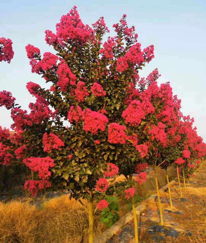 [Cây giống hoa] Tường vy đỏ huyết long