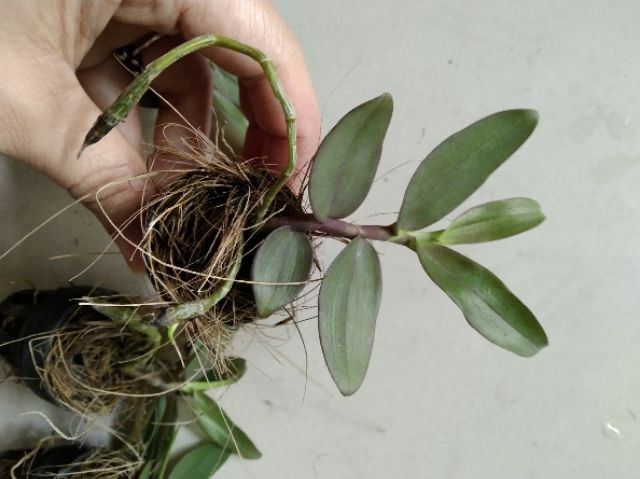 Phi điệp Châu Như gieo hạt
