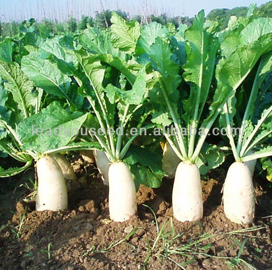 Hạt giống cải củ trắng 45 ngày - 20gram