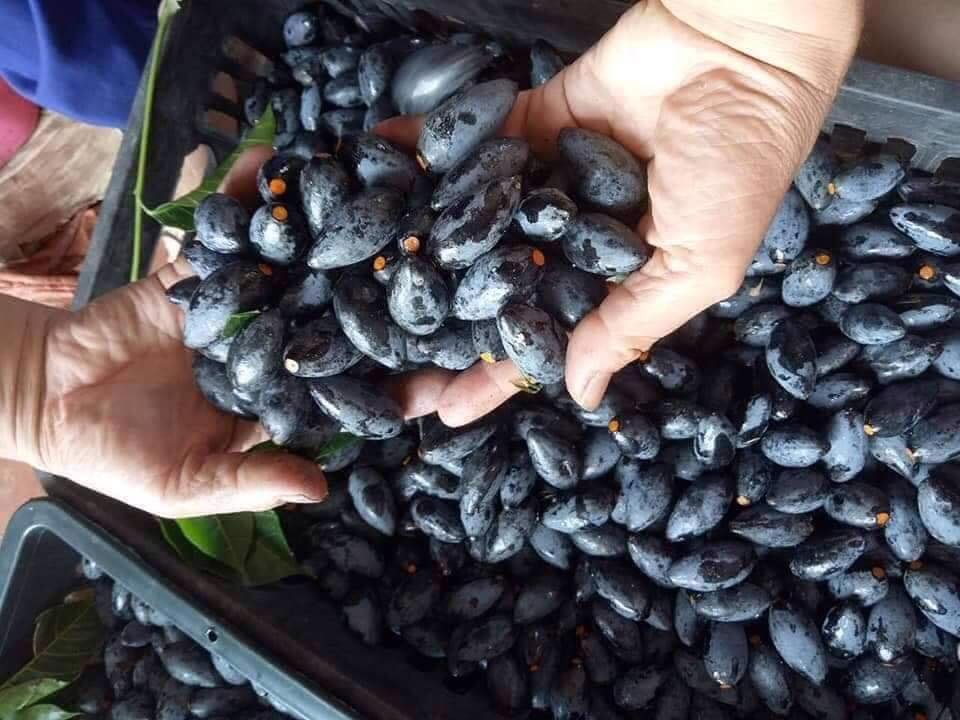 Trám đen Cao Bằng 1kg