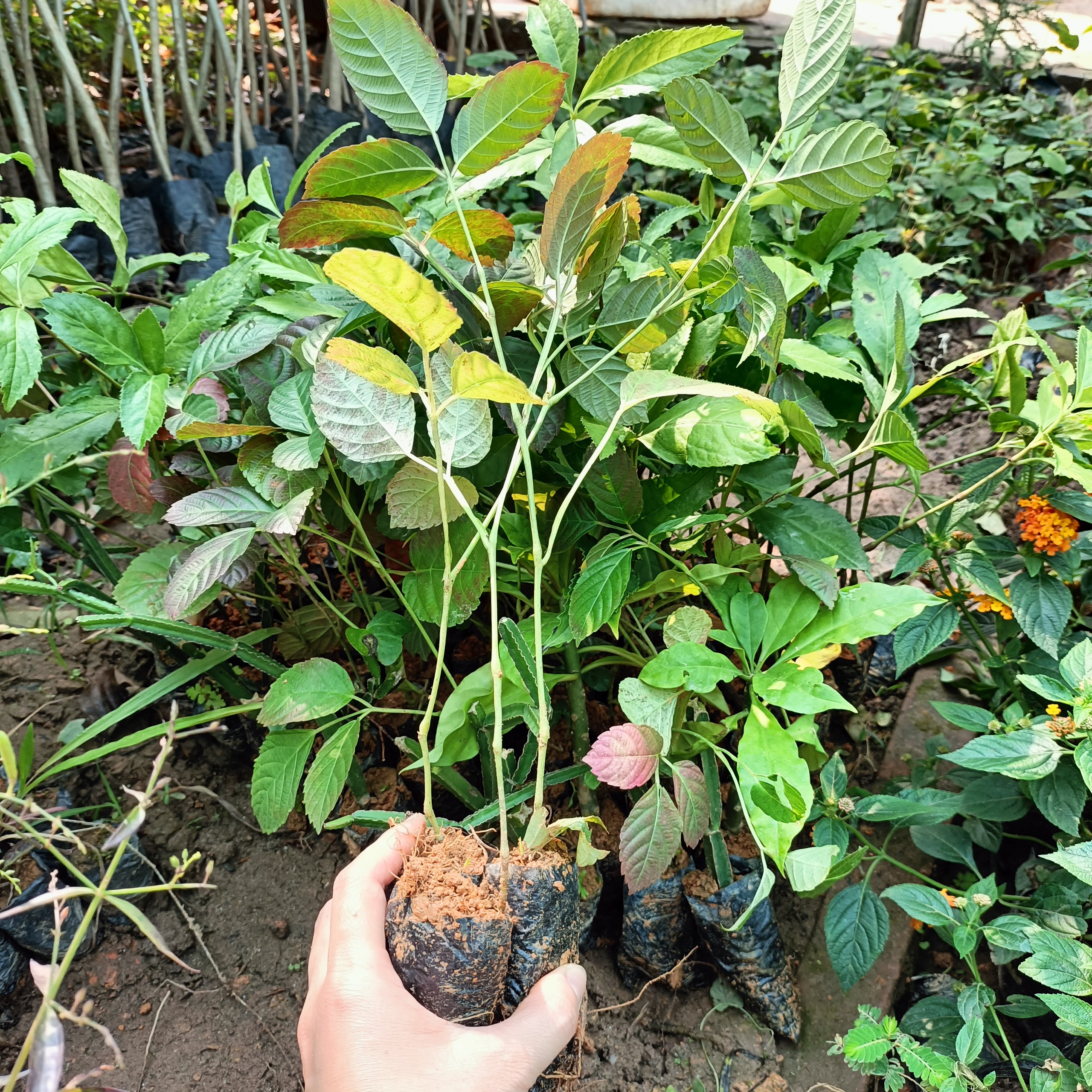 Cây giống gối hạc