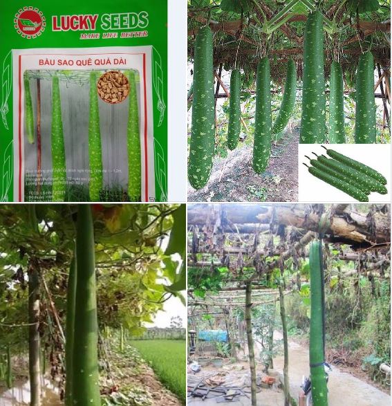 " Gói 10 "Hạt giống bầu sao dài quê [Seeds]
