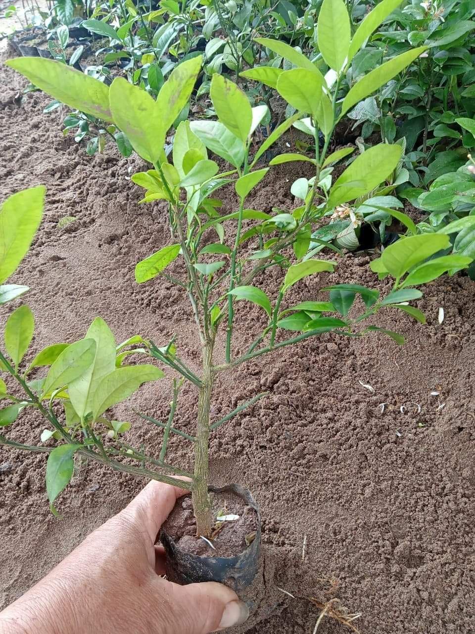 Cây chanh tứ quí