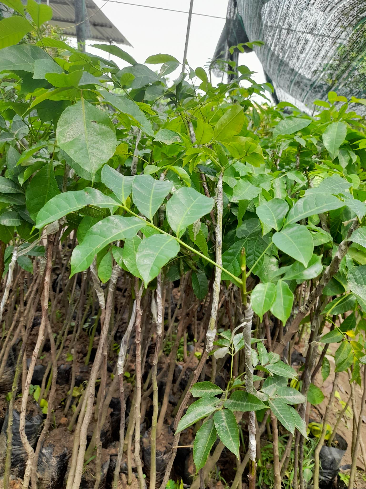Giống Trám Đen-Cây Ăn Trái+Tặng kèm phân bón