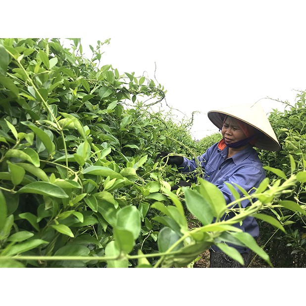 Dây Thìa Canh Tươi Hải Hậu ( 1kg)