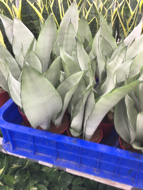 Cây lưỡi hổ bạch kim chậu 2 cây.