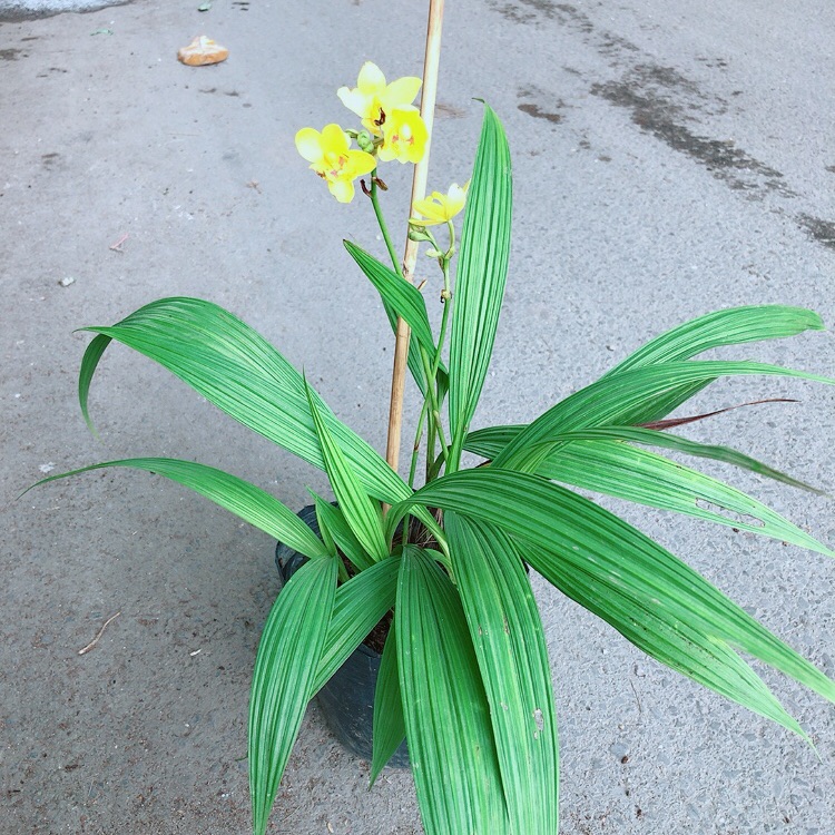 Lan đất có hoa màu vàng