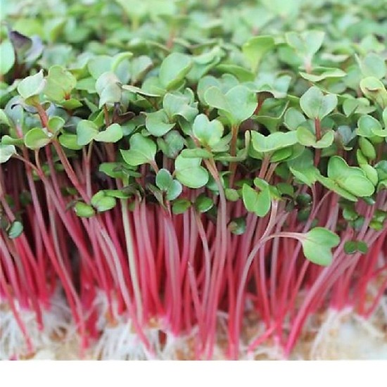 Hạt giống Mầm củ cải đỏ ( ITALIA ) - gói 30gr
