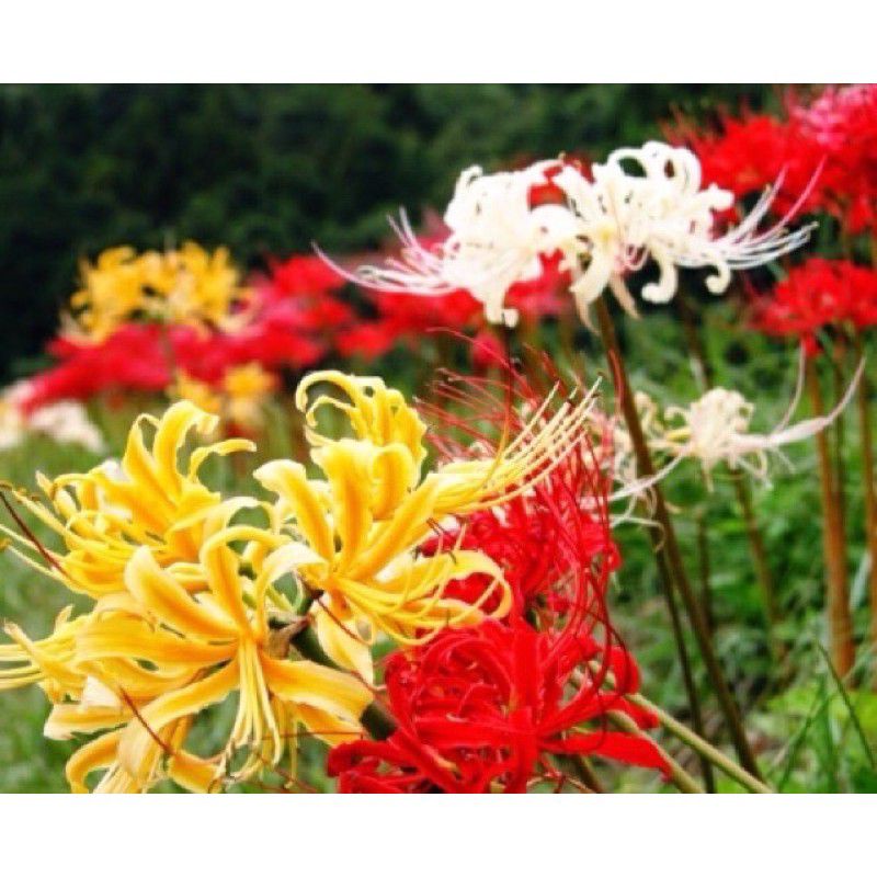 🌋🌋BAO CHẤT  💐 Củ Hoa Bỉ Ngạn