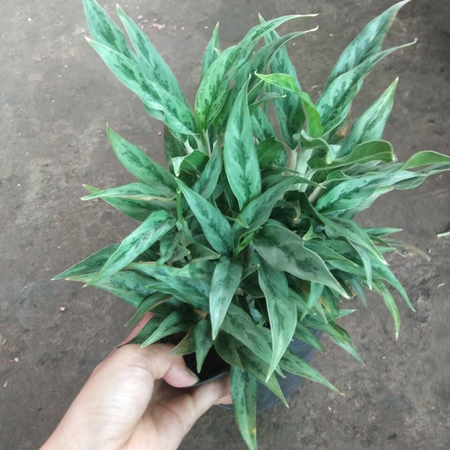 [Cây phong thủy] Cây giữ tiền - CayGiongTot