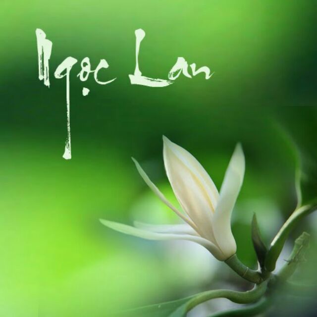 Cây HOA NGỌC LAN đang có hoa