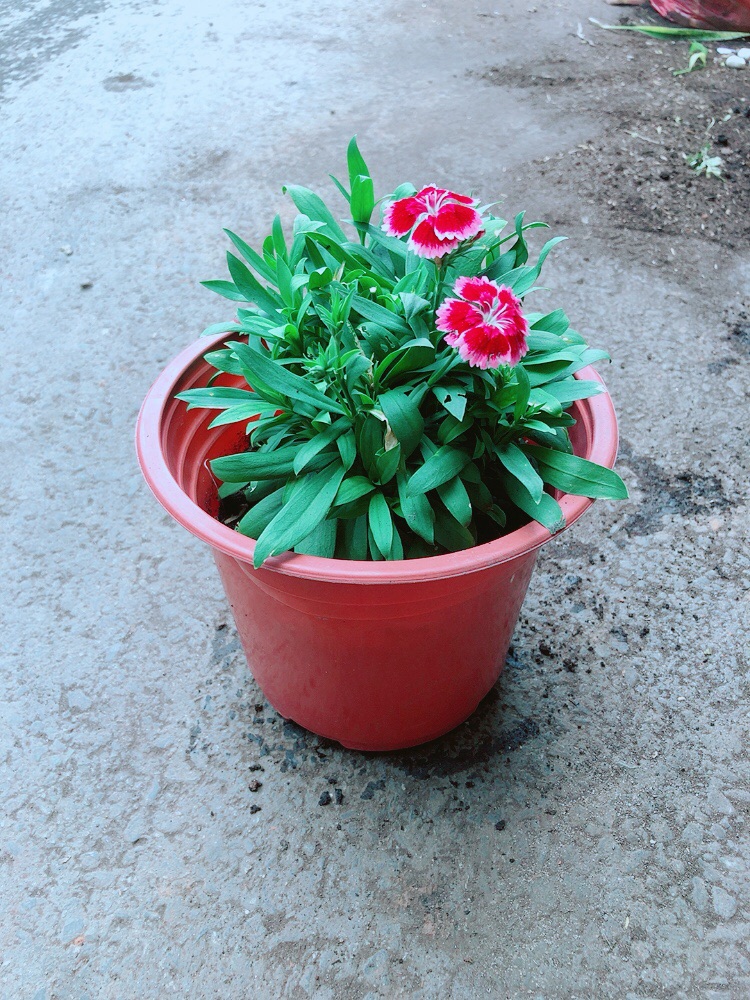 Hoa Cẩm Chướng