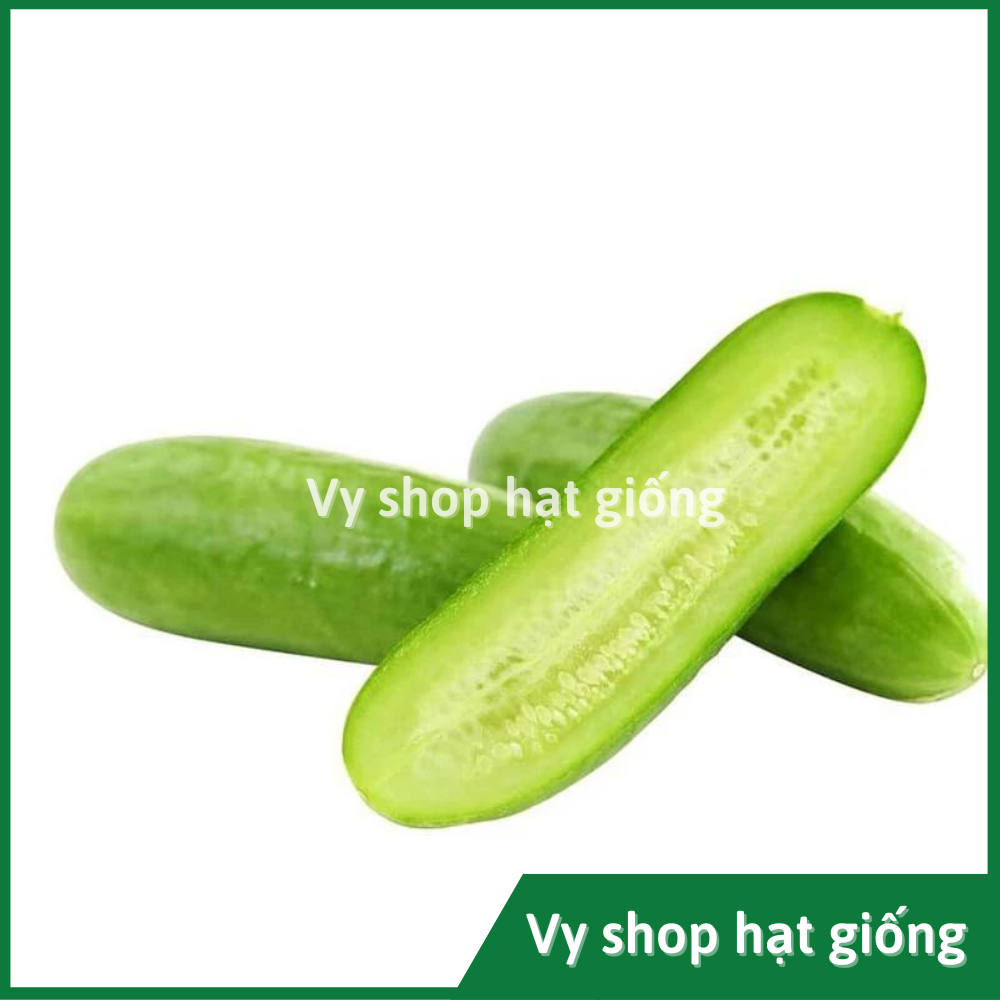 Hạt giống dưa chuột (dưa leo) baby Thái Lan gói 20 hạt