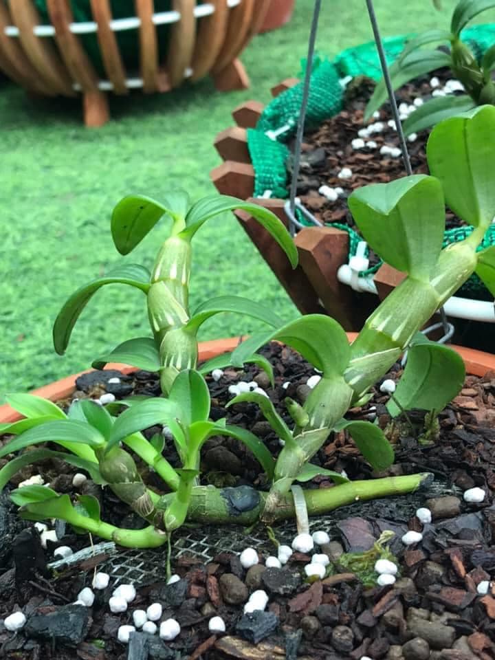 Hoa phong lan phi điệp 5ct cánh trắng phú thọ gieo hạt