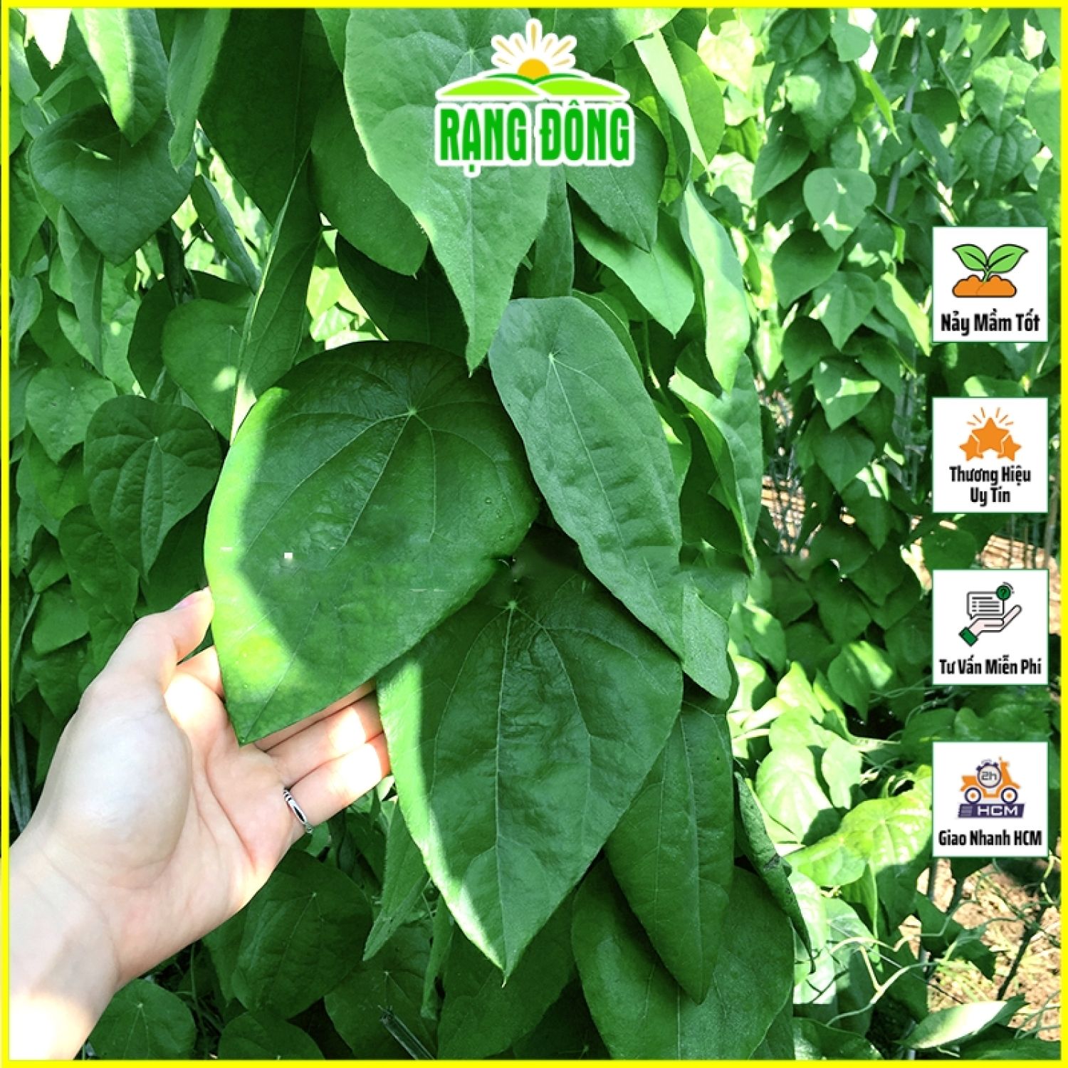 Hạt giống Sương Sâm Lông Trồng Quanh Năm - Hạt giống Rạng Đông