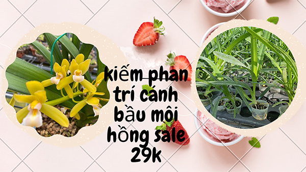 lan kiếm phan trí gieo hạt cao 20 cm