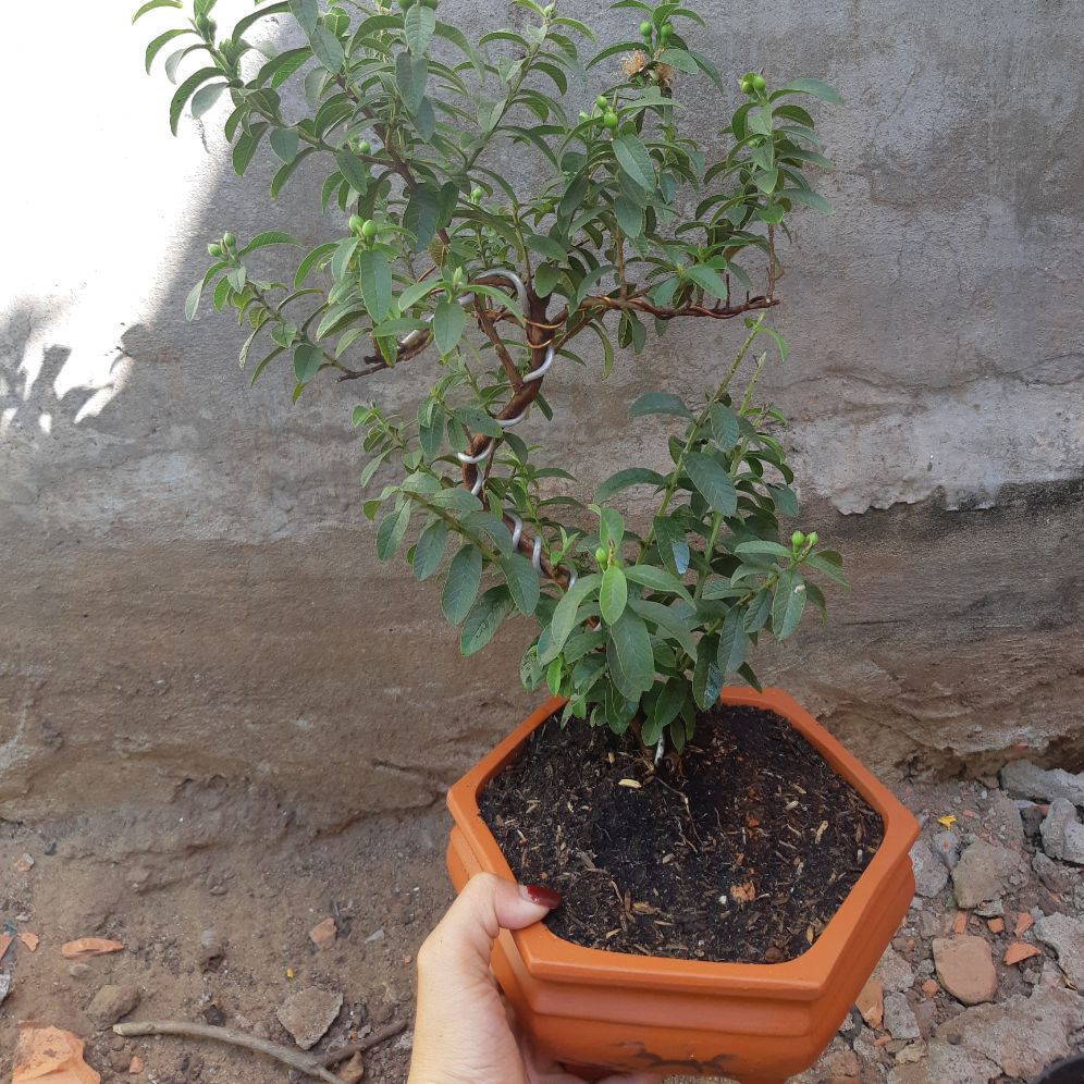 cây ổi bonsai TẶNG CHẬU
