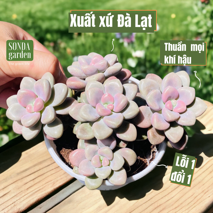 Sen đá sỏi hường size trung bình, lỗi 1 đổi 1