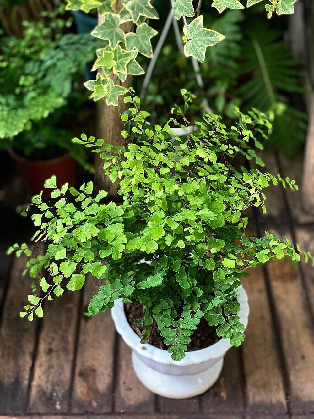 Cây Adiantum capillus-veneris (Dương Xỉ Tóc Thần Vệ Nữ) chậu men trắng