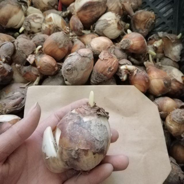 Củ giống hoa thủy tiên( củ nhỏ)