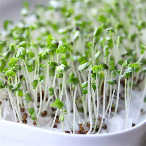 Hạt giống Mầm củ cải trắng - Tốt Cho Sức Khoẻ, Dễ Trồng