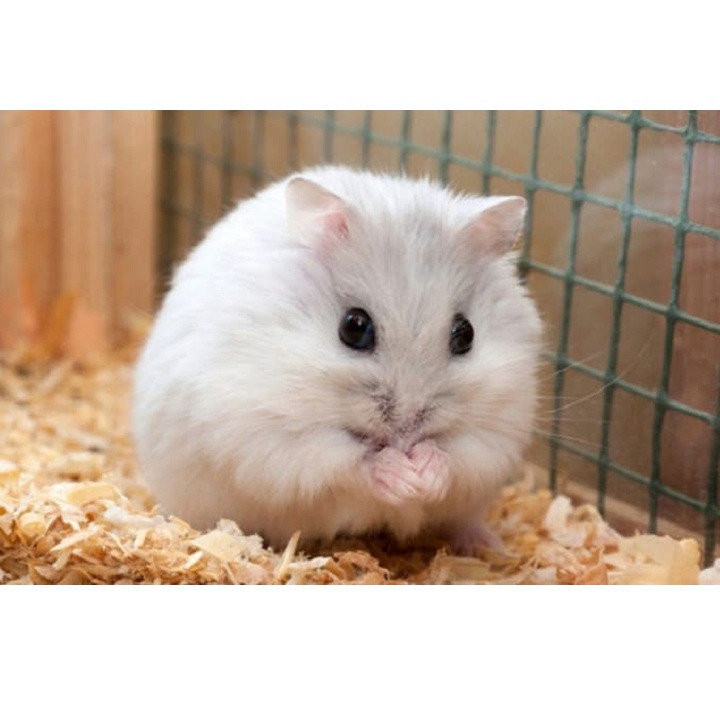 đồ ăn vặt cho hamster